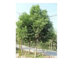 供應(yīng)重陽木 南京重陽木 重陽木批發(fā)價格 重陽木