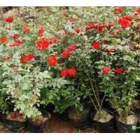 供應(yīng)月季裸根苗