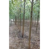速生法桐，白蠟，國(guó)槐