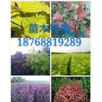 專供金葉復(fù)葉槭，紅葉復(fù)葉槭，青竹復(fù)葉槭