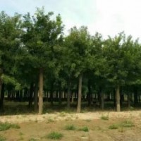 專供6到50公分國槐