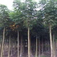 四川崇德園林欒樹基地 優(yōu)質(zhì)批發(fā)價(jià)買到就是賺