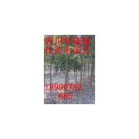 6、8、10、大葉樟熟貨出售