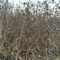 低價(jià)出售大紅袍花椒苗、桃樹(shù)苗毛桃苗、梨樹(shù)苗、107速生楊樹(shù)苗、