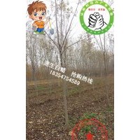 出售5公分--9公分的速生白蠟