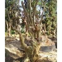 紫薇樁，拆遷賠償用的