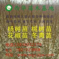 低價(jià)出售花椒苗、桃樹(shù)苗、梨樹(shù)苗、速生楊樹(shù)苗、欒樹(shù)苗、冬青苗