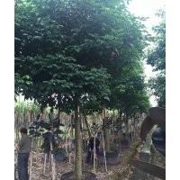 供應(yīng)鳳凰木，大葉紫薇，白玉蘭，羊蹄甲，榕樹等等