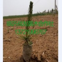 10公分黑松苗基地