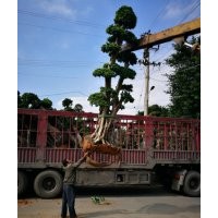 2017云南四川等地造型小葉榕樁頭紅皮榕綠化苗木供應(yīng)