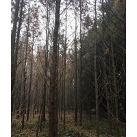 成都水杉基地水杉直銷低價格樹型好批量供應