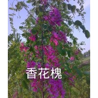 供應(yīng)原生香花槐、嫁接香花槐、（小苗）、香花槐新鮮種根