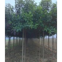 供應(yīng)枇杷、檜柏、果苗、百日紅、臘梅、柳樹、楊樹