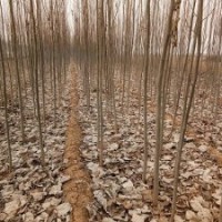 3公分毛白楊+4公分毛白楊=5公分毛白楊價(jià)格