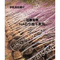 3公分紫荊價(jià)格4.5公分紫荊價(jià)格