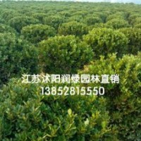 80公分衛(wèi)矛球價(jià)格，100公分1米2衛(wèi)矛球價(jià)格