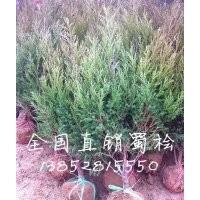 40公分蜀檜價(jià)格，50公分高蜀檜價(jià)格