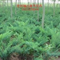 沙地柏基地_河北沙地柏_保定沙地柏_沙地柏價(jià)格