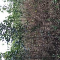 清場桂花苗、羅漢松苗