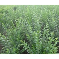 棣棠基地_沙地柏價(jià)格_丁香出售_水臘基地