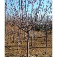 亞當(dāng)海棠基地_河北亞當(dāng)海棠_亞當(dāng)海棠