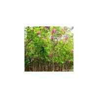 供應(yīng)2公分香花槐苗 3公分香花槐苗 4公分香花槐苗 5公分香花槐