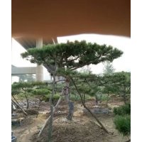 供應(yīng)米徑10～40公分造型油松！