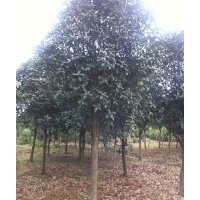 本公司長期大量供應(yīng)香樟、桂花、銀杏、廣玉蘭、油松、雪松、紅葉
