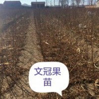 長(zhǎng)期供應(yīng)文冠果大小苗
