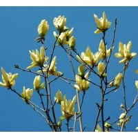 北京廊坊綠化苗木玉蘭樹(shù)