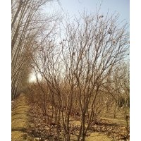 叢生丁香2.5-3米