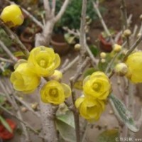 2公分的臘梅小苗多少錢一棵？