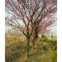 供應(yīng)牡丹苗、月季苗、雪松等園林花卉苗