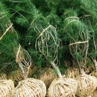 供應(yīng)3米白皮松，4米白皮松，5米白皮松