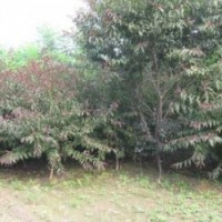 博野縣豐林苗圃場大量出售碧桃