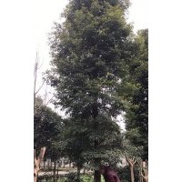 楨楠 金絲楠木低價(jià)處理