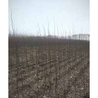 供應(yīng)銀中楊