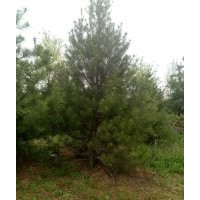 供應(yīng)2米高白皮松