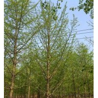 12公分實生銀杏樹價格_銀杏樹價格_愛國銀杏(查看)