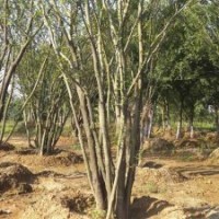 樸樹價格|南京雪松一級苗最新上車價是多少