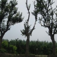 三角楓24-27CM6棵