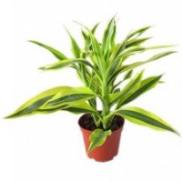 海南豐海金邊富貴竹批發(fā)