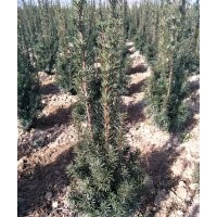 紅豆杉50-60-70-90公分-1-1.2-1.5米高量大