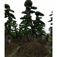 湖南批發(fā)造型紅花桎木 造型羅漢松 移栽楊梅樹(shù) 香樟樹(shù) 紅豆杉 枸