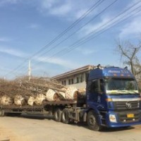 銀杏樹|興隆銀杏|銀杏樹產(chǎn)地