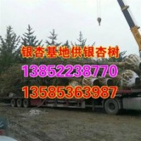 興隆銀杏,山東銀杏樹價格,22公分山東銀杏樹價格