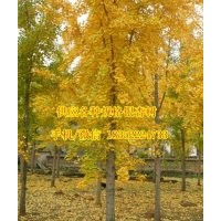 10公分銀杏樹、銀杏樹、金革銀杏(查看)