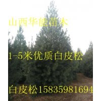 1.5米白皮松，2米白皮松，3米白皮松，4米白皮松價格