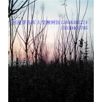 欒樹@欒樹苗|欒樹5、6、7、8、9、10公分