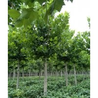 10-20公分帶帽法桐